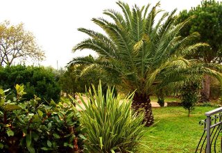 B&b La Palma - foto 3 (Die Palme)