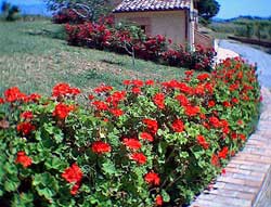 Foto AGRITURISMO LE FARNIE di ALTOMONTE