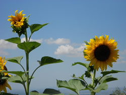 COUNTRY HOUSE LA MERIDIANA STRANA - Foto 8