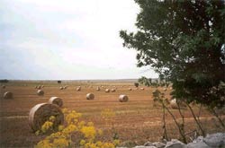 Foto HOTEL MASSERIA PROTOMASTRO  di GRAVINA IN PUGLIA