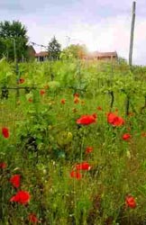 Foto B&B CASCINA BELLA VISTA di CANTARANA