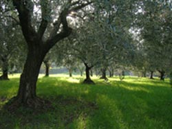 Fotos B&B IL COLLE DEGLI ULIVI von ZAGAROLO