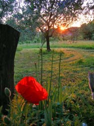 Fotos B&B IL COLLE DEGLI ULIVI von ZAGAROLO