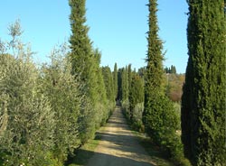 Foto AGRITURISMO CASTELLO DI TAVOLESE di CERTALDO