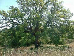 Foto APPARTAMENTI VACANZE APPARTAMENTI LA QUERCIA di MANCIANO