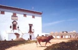 MASSERIA MURGIA ALBANESE - Foto 5