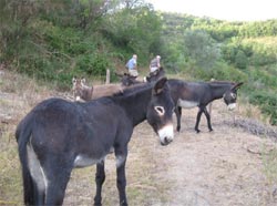 IL CANTO DELL'ASINO - Foto 10