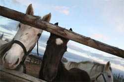 Foto AGRITURISMO  MASSERIA I RISI di LAMEZIA TERME