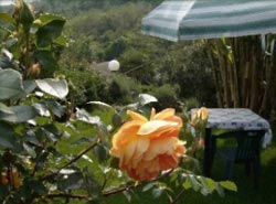 Foto B&B IL GIARDINO DELLE FARFALLE di AVIGLIANA