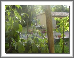 Foto B&B LA CASA DI CAMPAGNA di ORVIETO