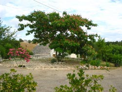 Foto CASA VACANZE TRULLO ANTICA AIA di LOCOROTONDO