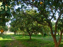 IL GIARDINO DEGLI ARANCI - Foto 9