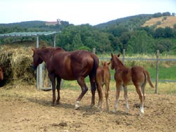 SANT'ANNA QUARTER HORSE - Foto 10