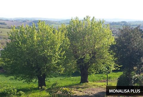 Picture of B&B RESIDENZA LEONARDO of FALCONARA MARITTIMA