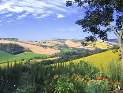 Foto AGRITURISMO  LAVANDA BLU di CARASSAI