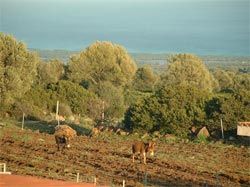 Foto AGRITURISMO  PAULESA di DORGALI