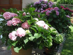 Picture of B&B LE ORTENSIE of SPELLO