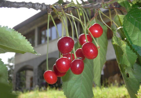 IL BOSCO DEI CERVI BED AND BREAKFAST - Foto 1