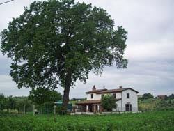 Photo B&B LA QUERCIA a CORIANO