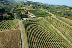 Foto AGRITURISMO  E CANTINA LA SABBIONA di FAENZA