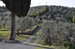 POGGIO A MANDRIA - Foto 10