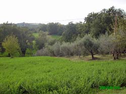 Picture of B&B  LA CASA DI CAMPAGNA AGRICOLA of TODI