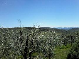 Appartamento Castellina - foto 11 (Alberi Di Olivo Lungo Il Percorso Pedonale)