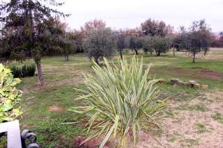 B&b La Palma - foto 4 (Olive Grove)